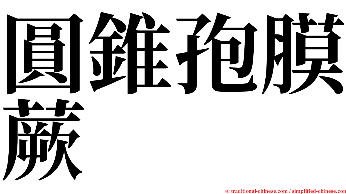 圓錐孢膜蕨 serif font