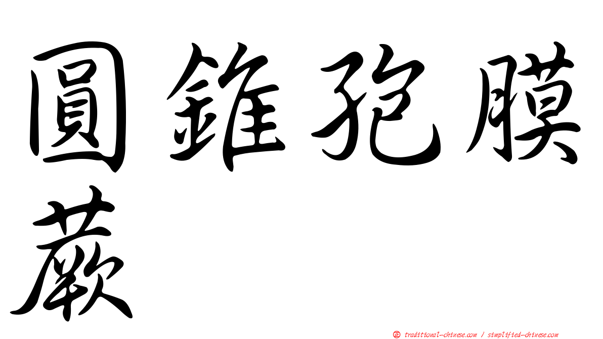 圓錐孢膜蕨