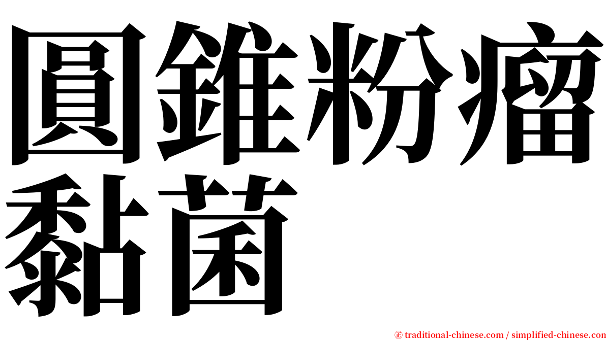 圓錐粉瘤黏菌 serif font
