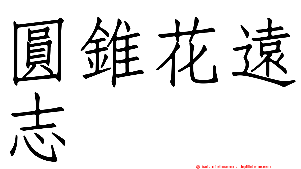 圓錐花遠志