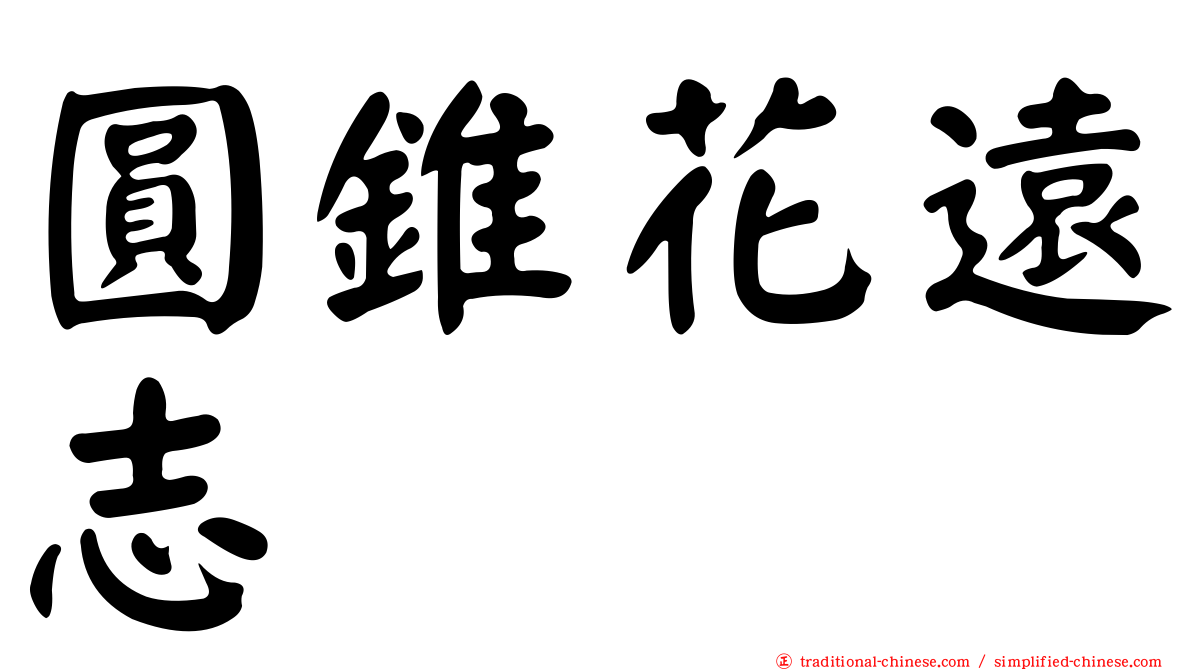 圓錐花遠志