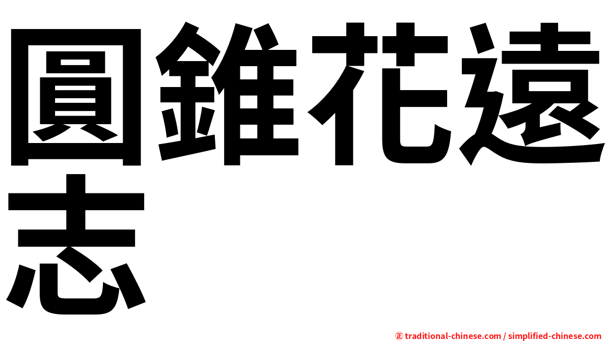 圓錐花遠志
