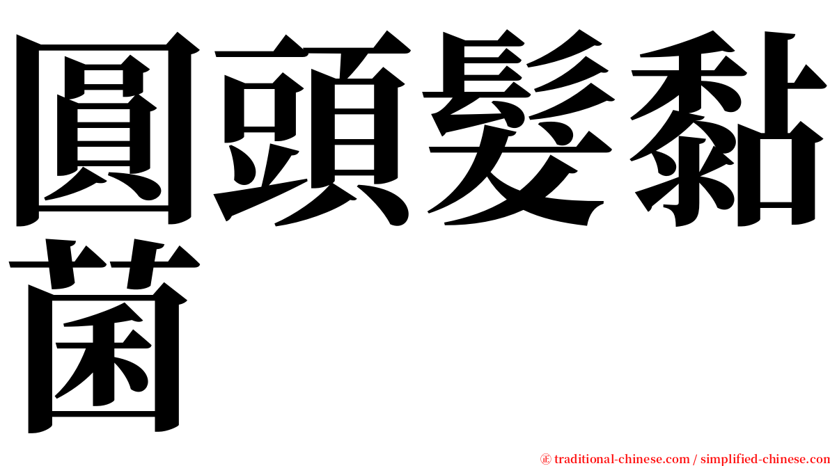圓頭髮黏菌 serif font