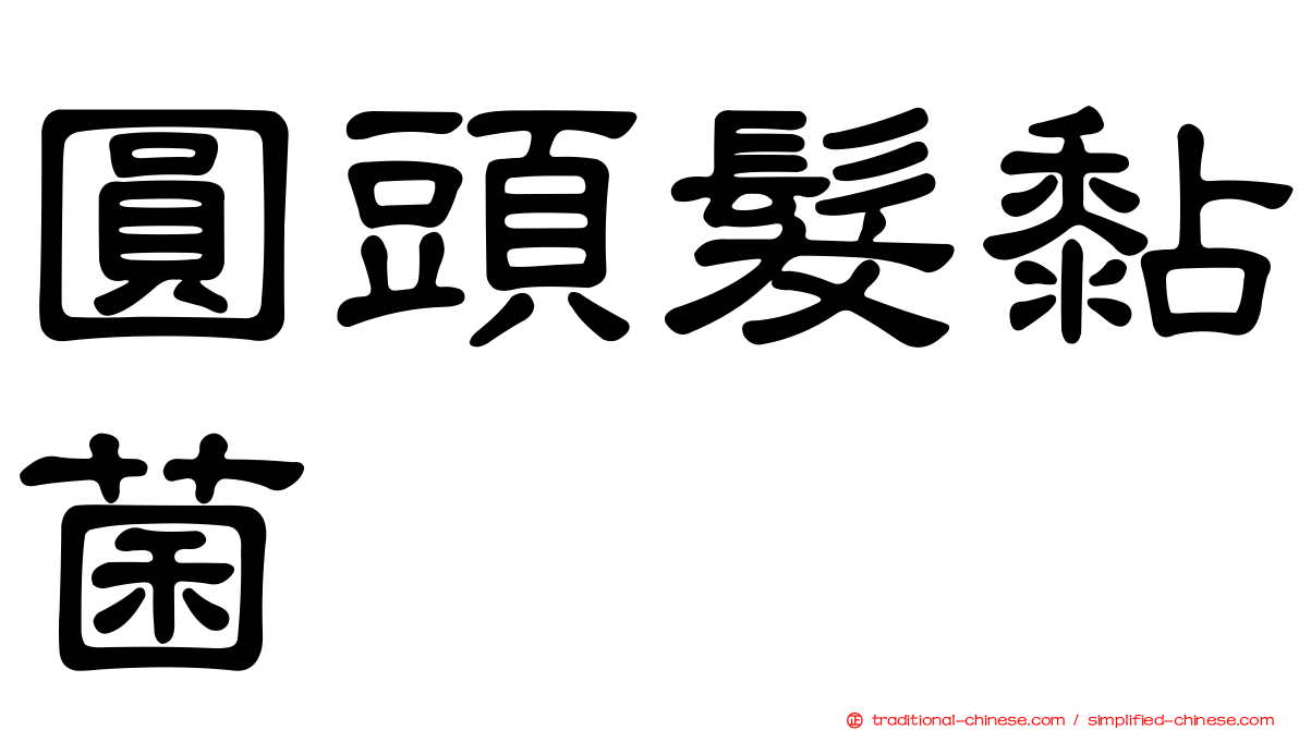 圓頭髮黏菌