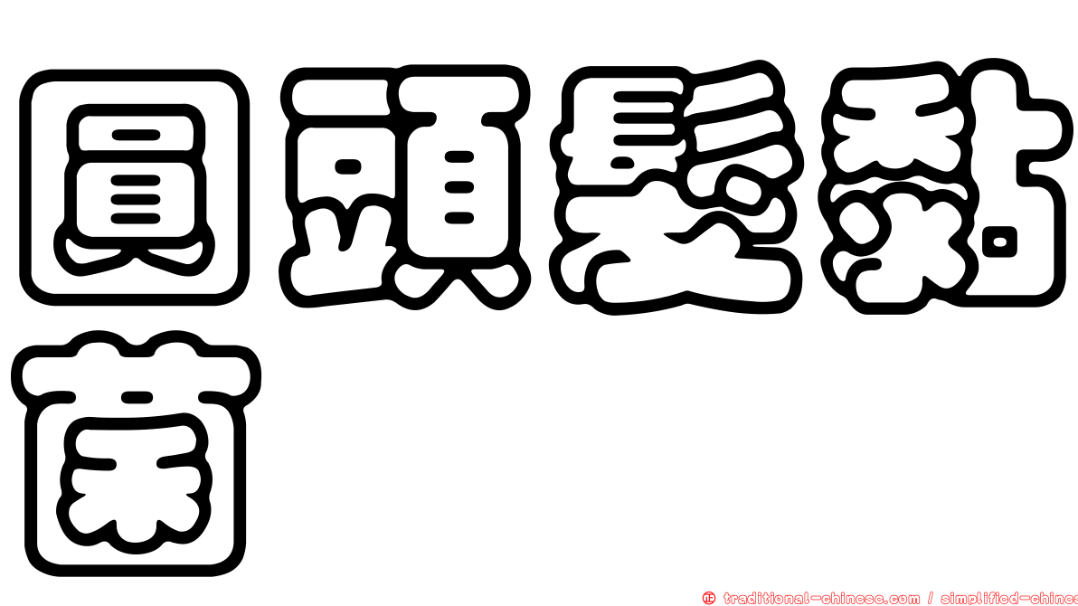 圓頭髮黏菌