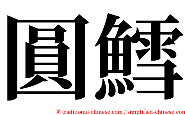 圓鱈 serif font