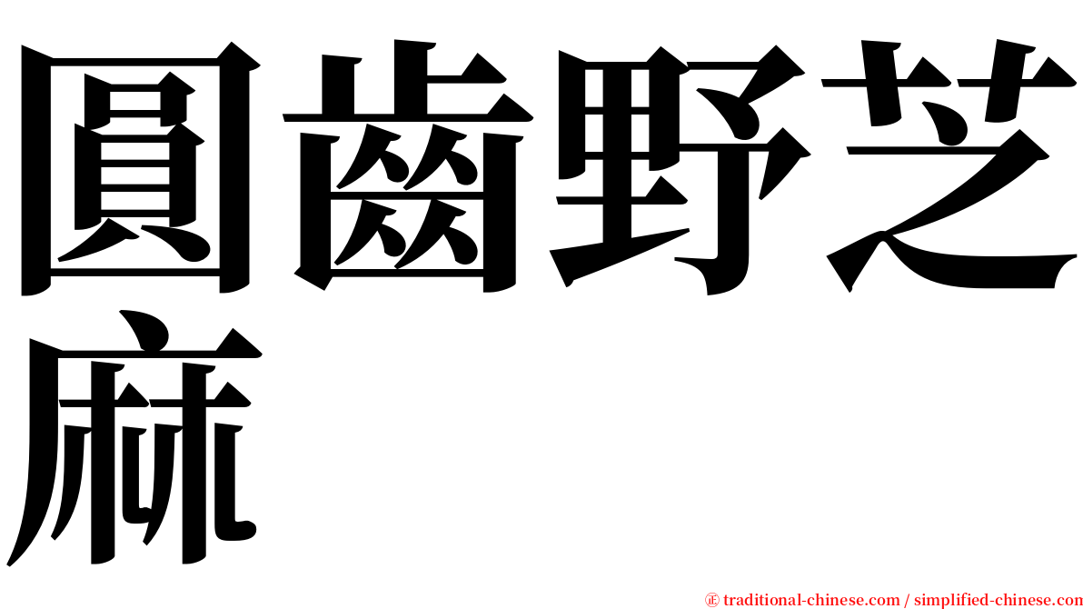 圓齒野芝麻 serif font