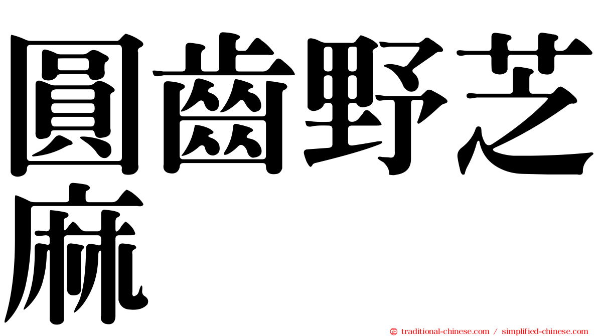 圓齒野芝麻
