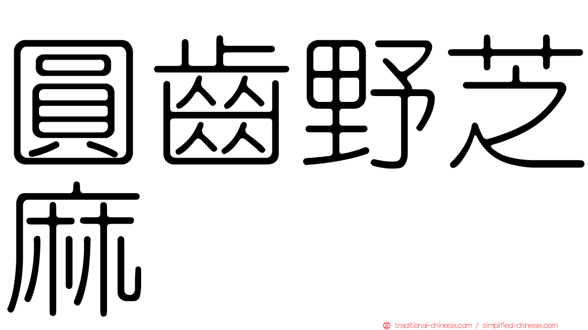 圓齒野芝麻