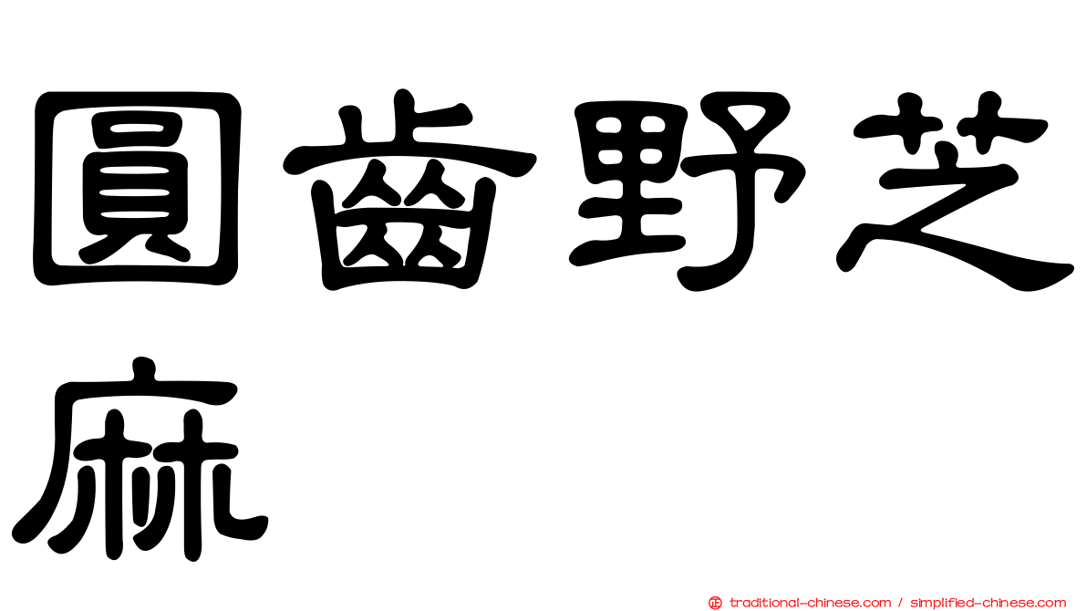 圓齒野芝麻