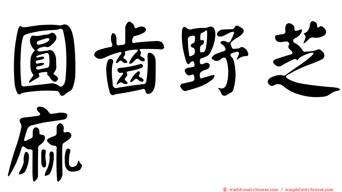 圓齒野芝麻