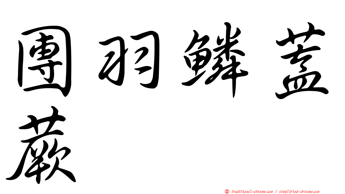 團羽鱗蓋蕨