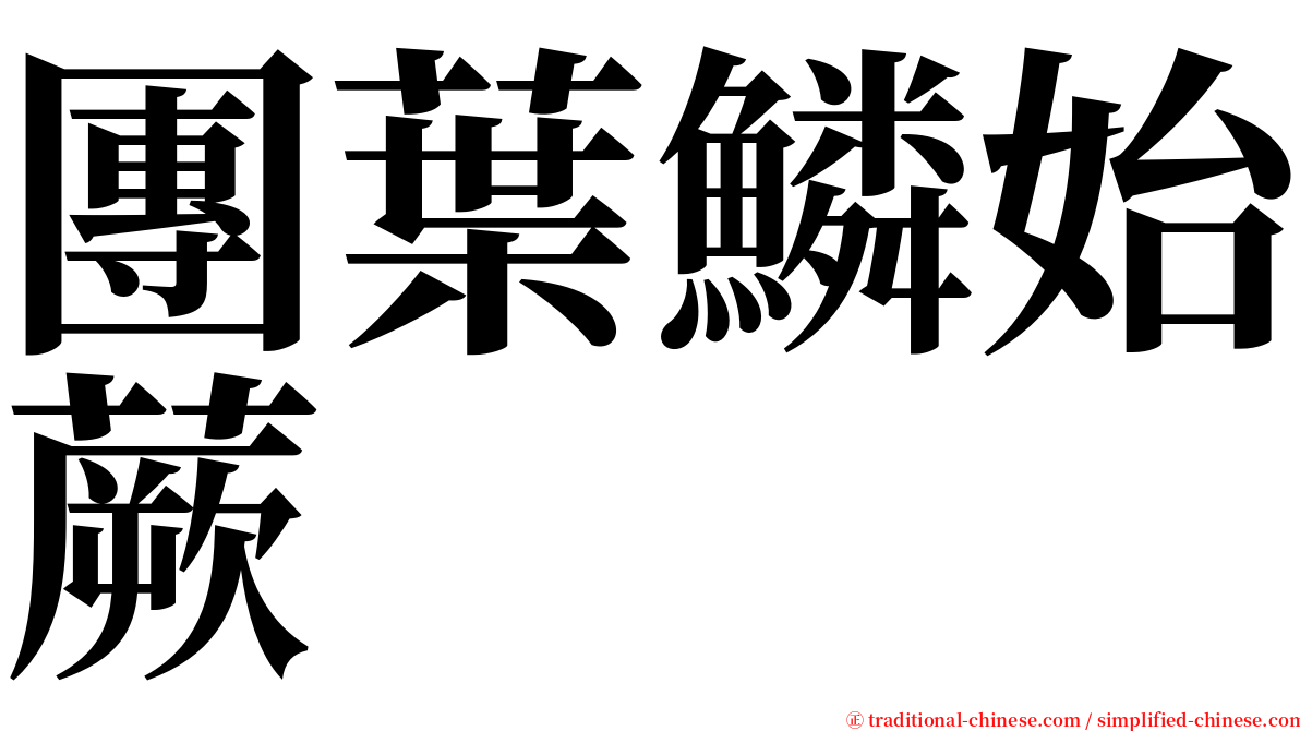 團葉鱗始蕨 serif font