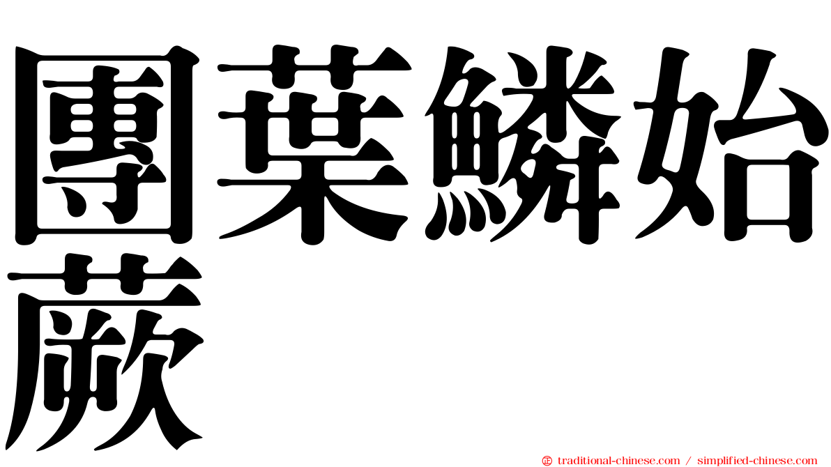 團葉鱗始蕨