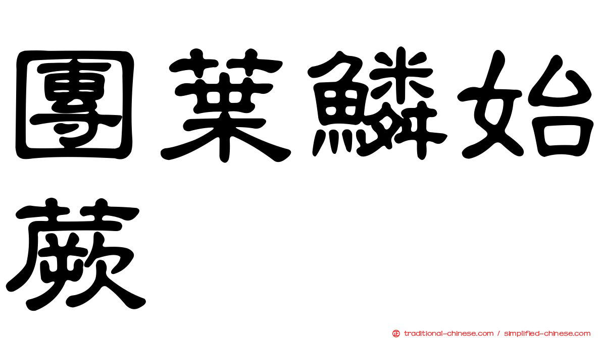 團葉鱗始蕨
