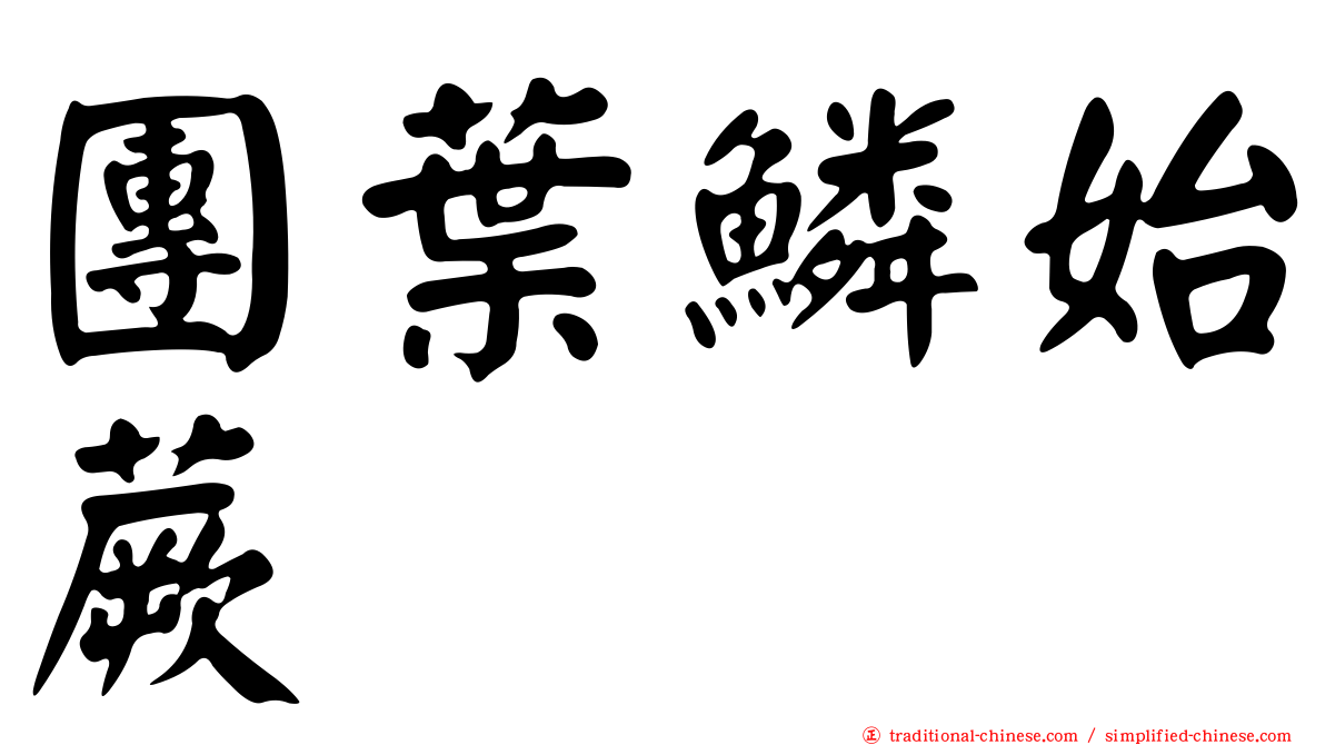 團葉鱗始蕨