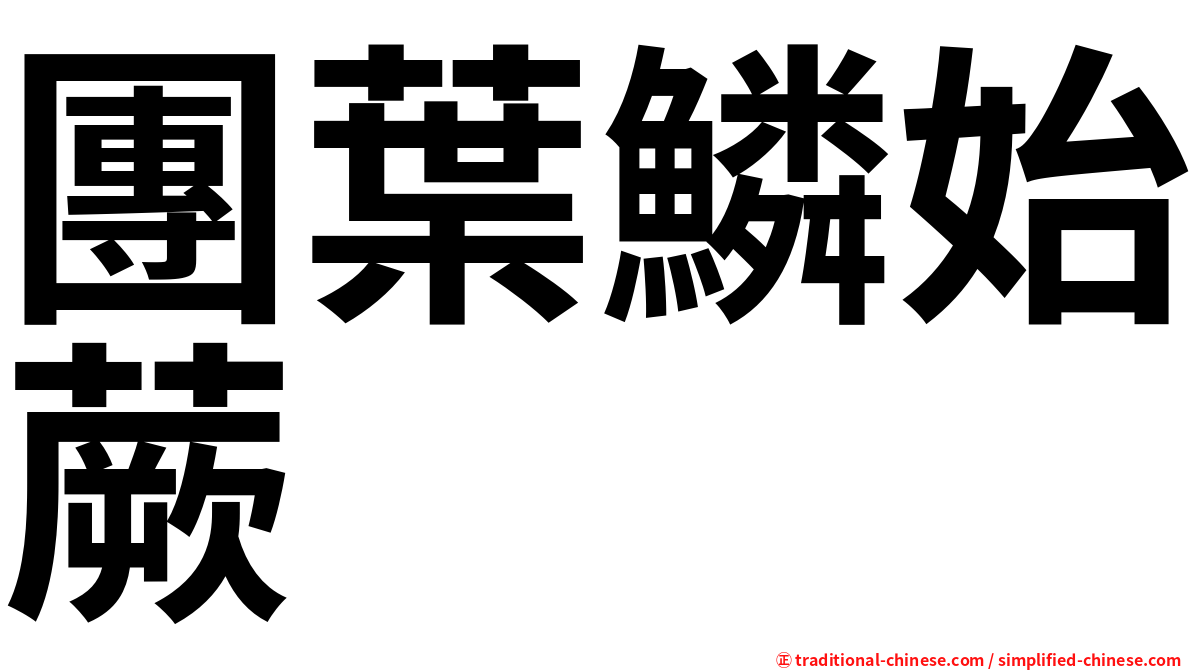 團葉鱗始蕨