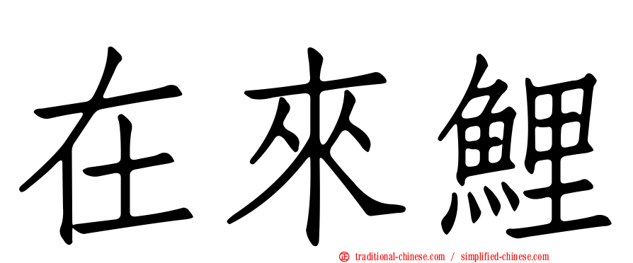 在來鯉