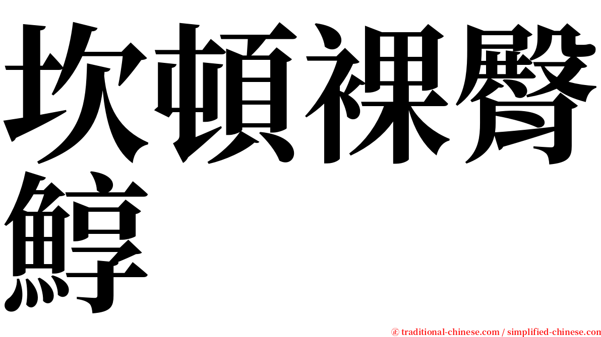 坎頓裸臀鯙 serif font