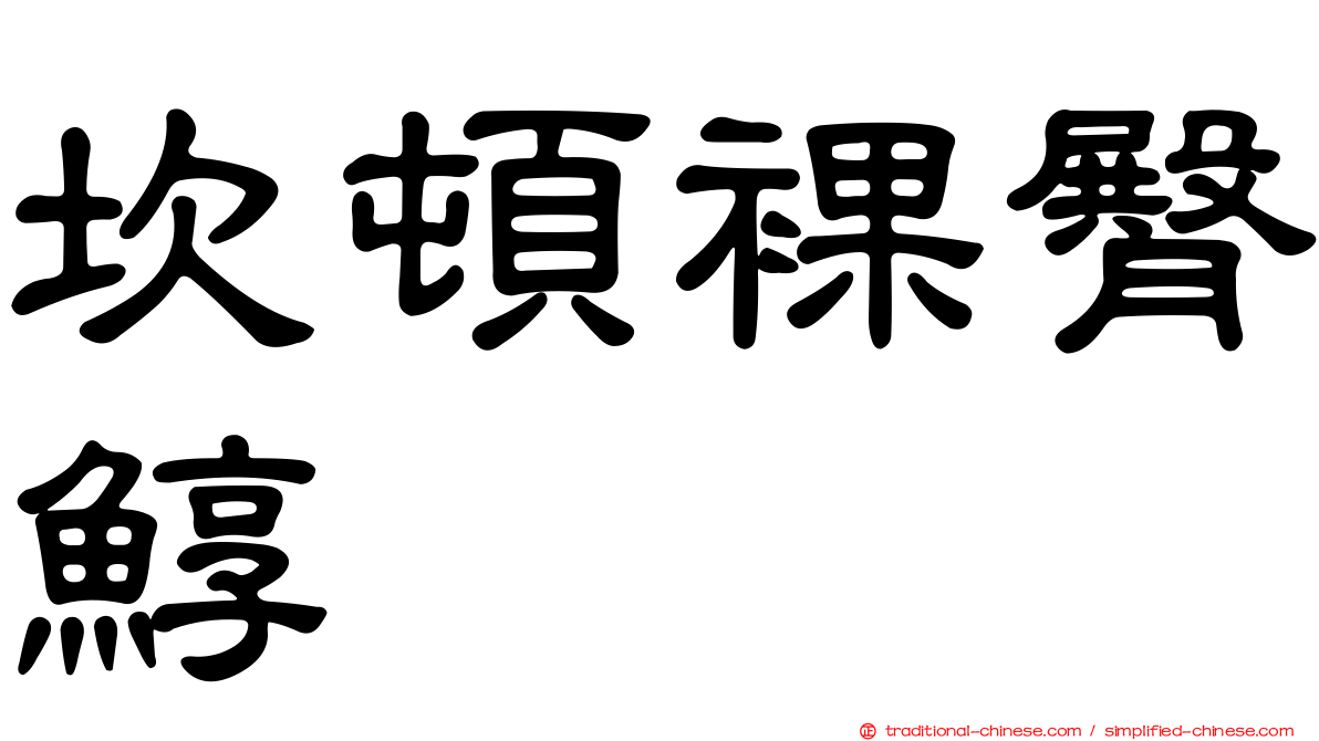 坎頓裸臀鯙