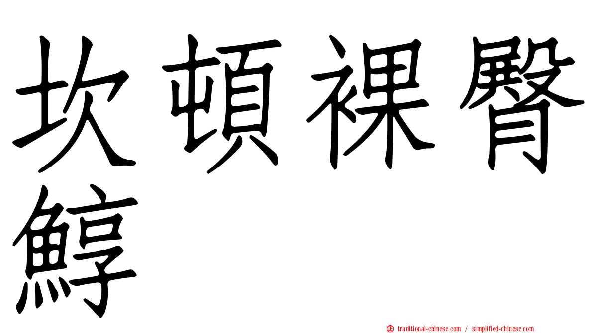 坎頓裸臀鯙