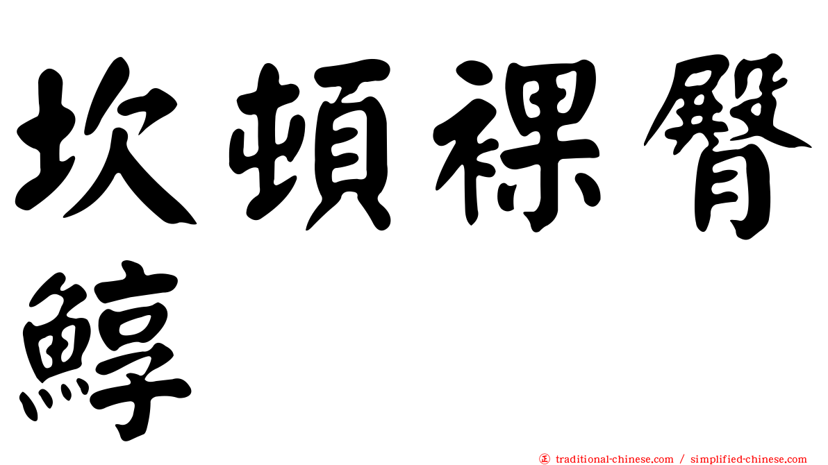 坎頓裸臀鯙