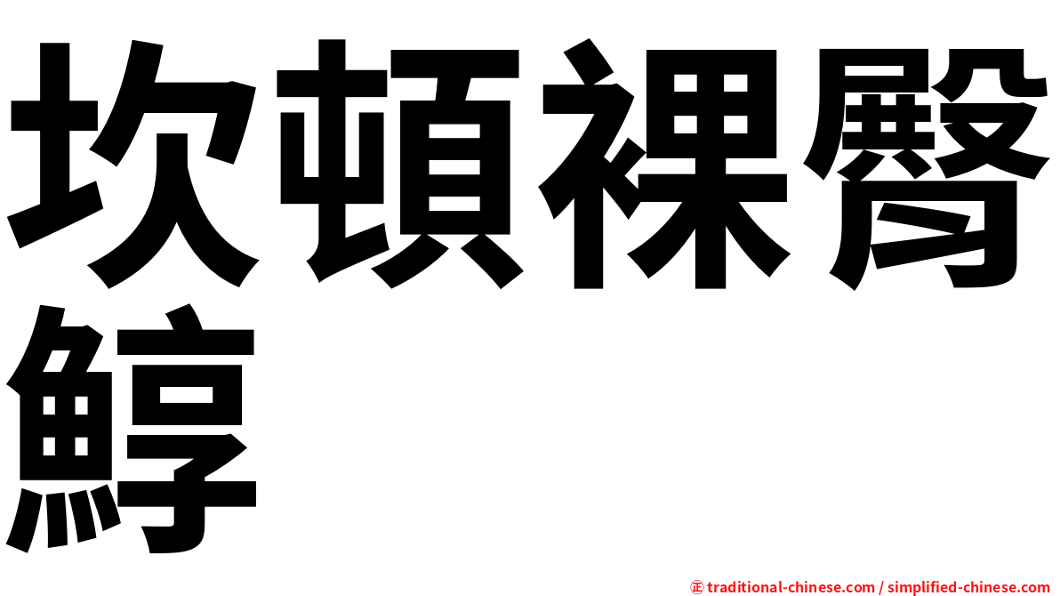 坎頓裸臀鯙