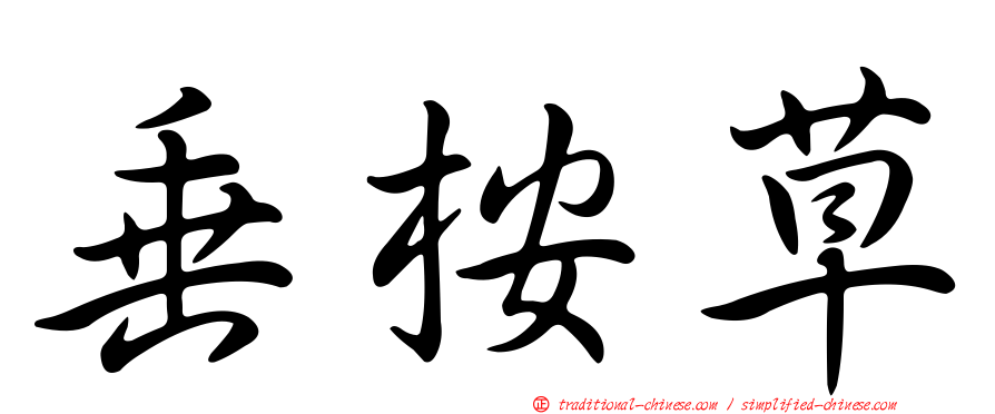 垂桉草