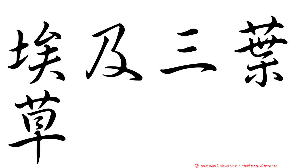 埃及三葉草