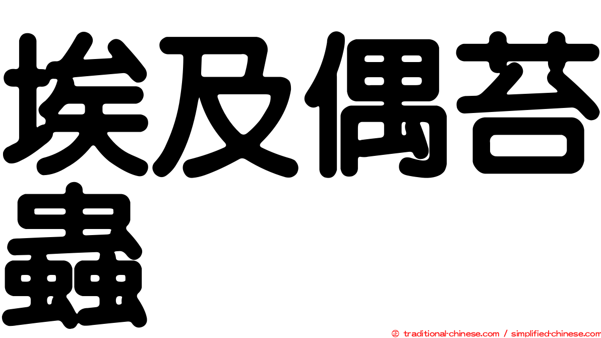 埃及偶苔蟲