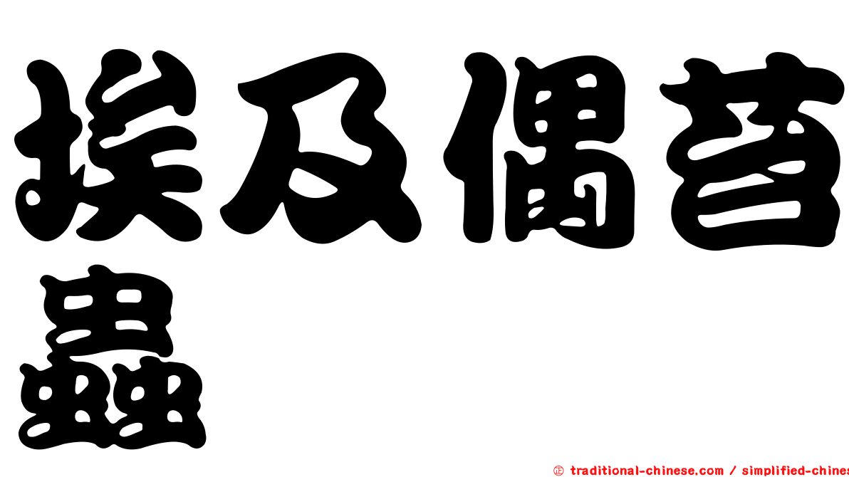 埃及偶苔蟲