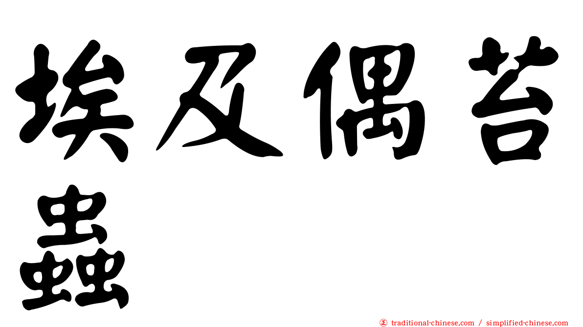 埃及偶苔蟲