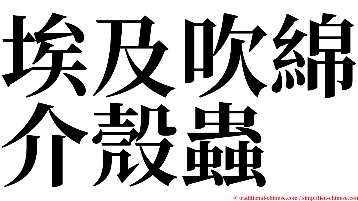 埃及吹綿介殼蟲 serif font