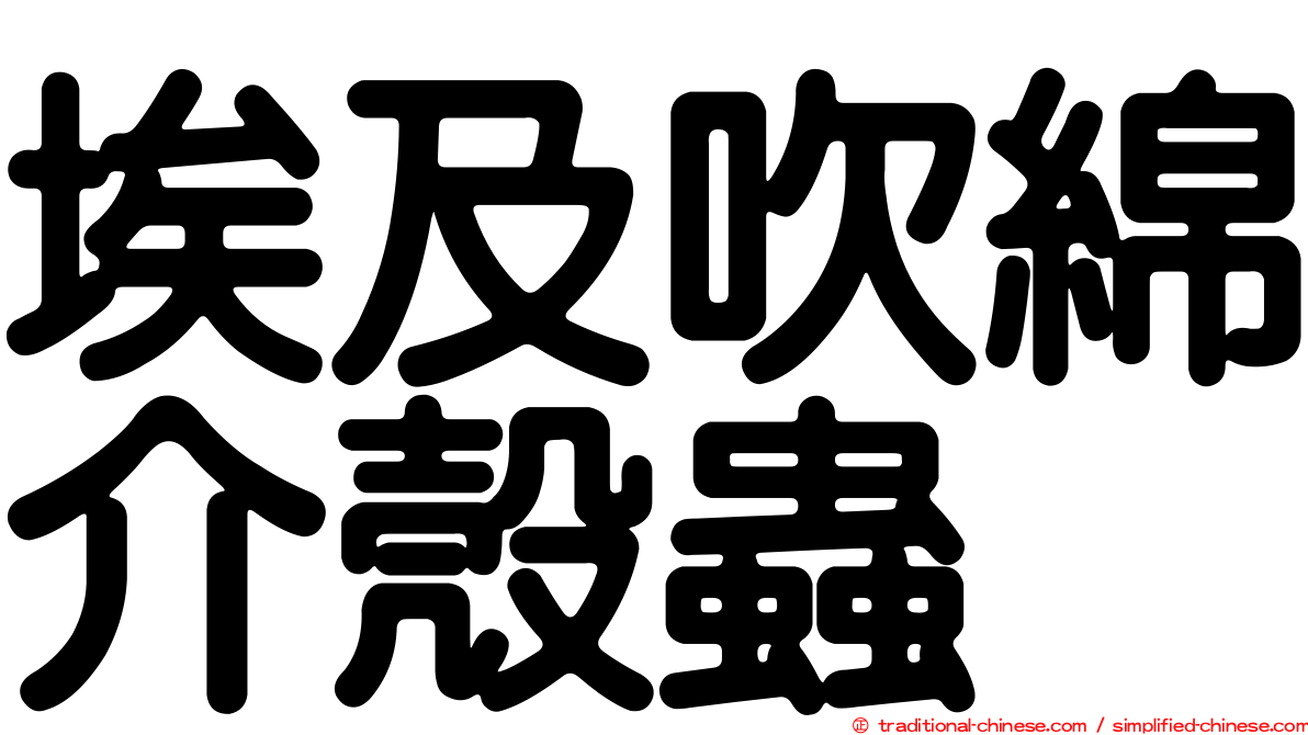 埃及吹綿介殼蟲
