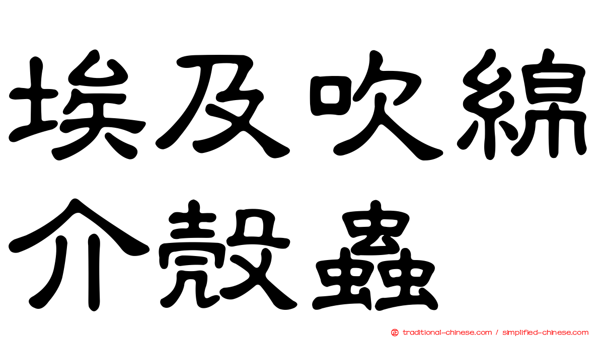 埃及吹綿介殼蟲