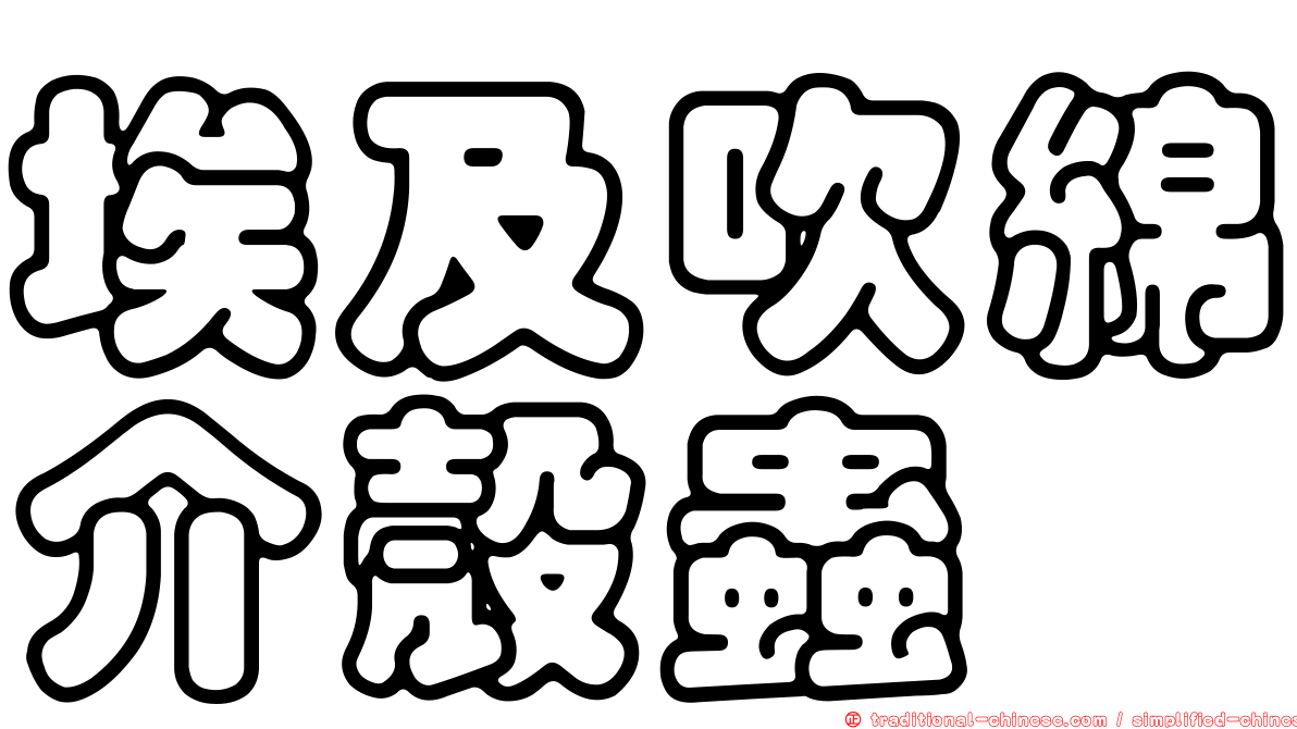 埃及吹綿介殼蟲