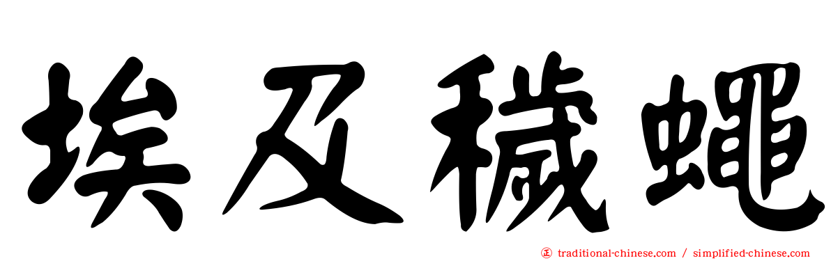 埃及穢蠅