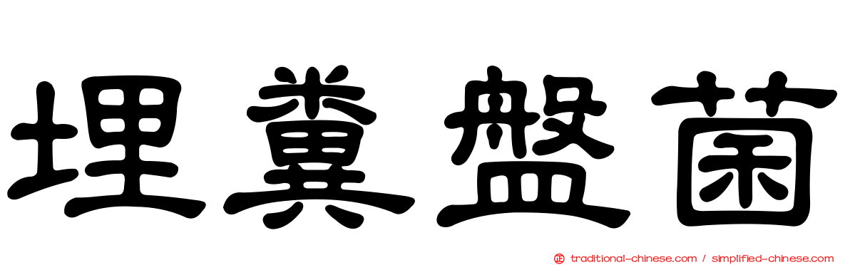埋糞盤菌