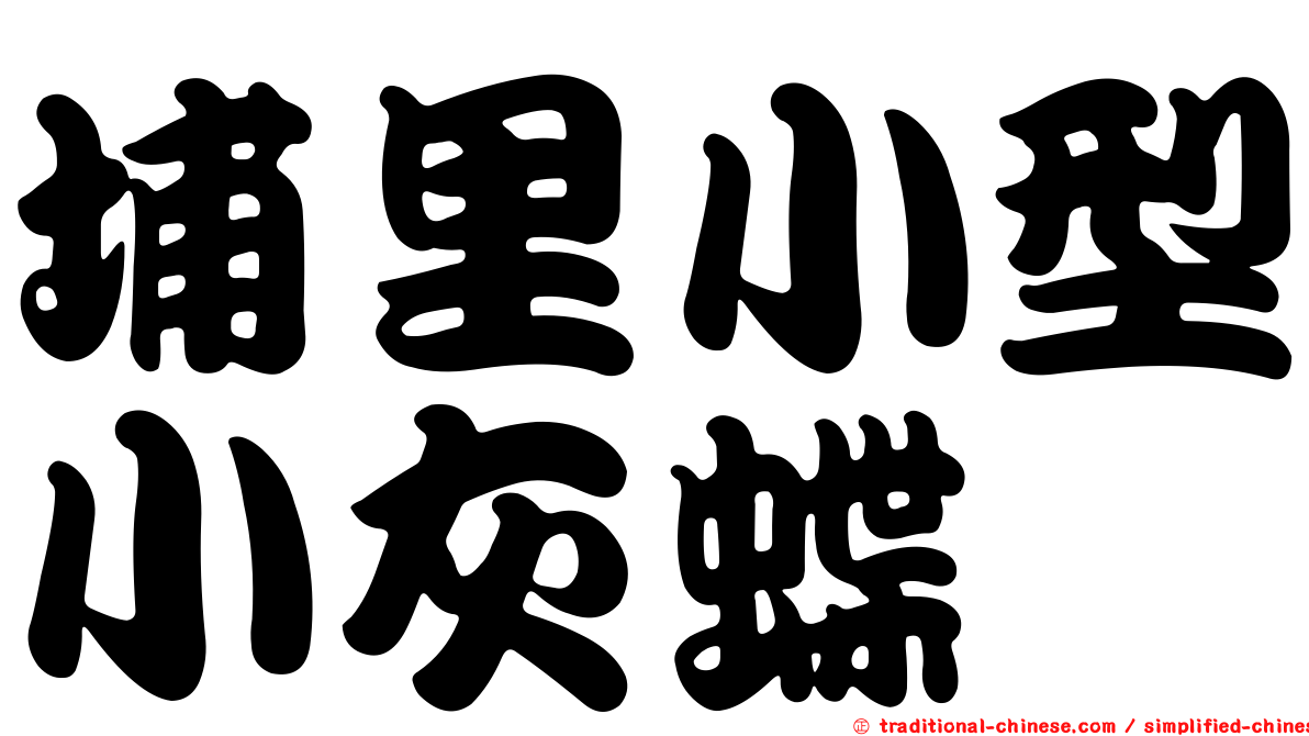 埔里小型小灰蝶