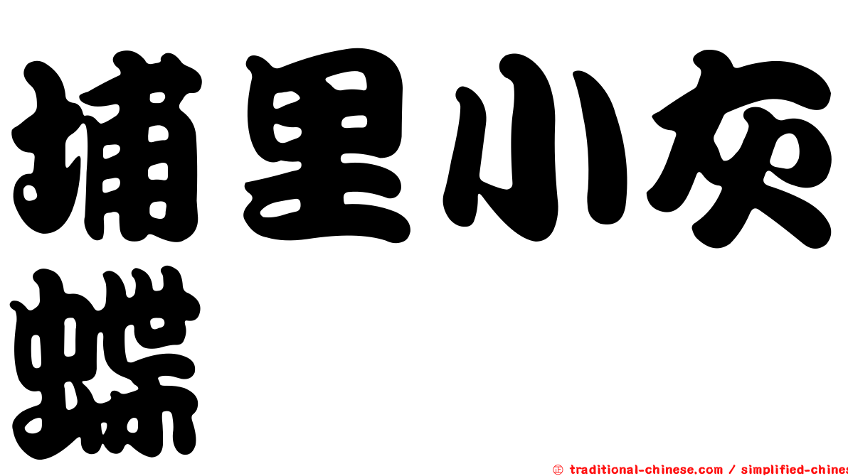 埔里小灰蝶