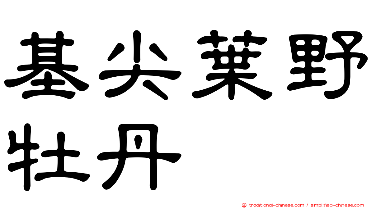 基尖葉野牡丹