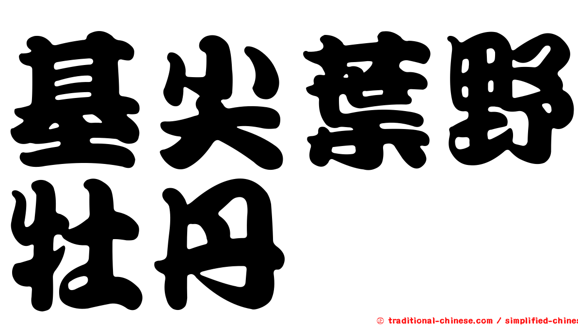 基尖葉野牡丹
