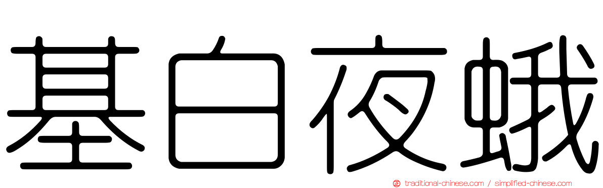 基白夜蛾