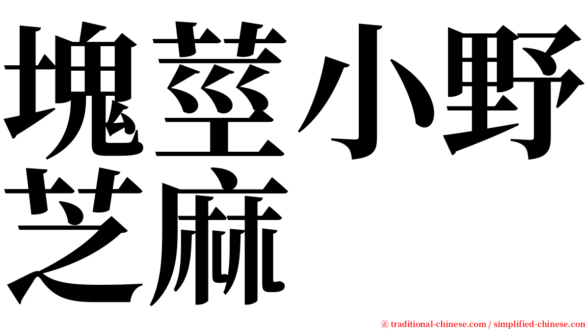 塊莖小野芝麻 serif font