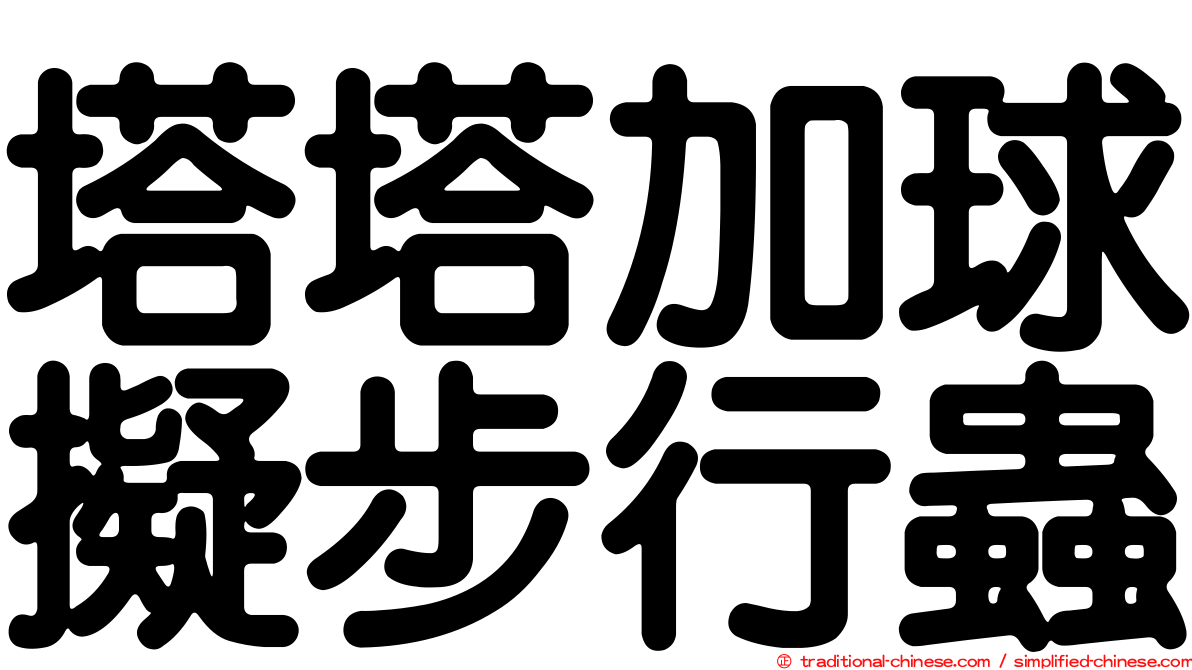 塔塔加球擬步行蟲
