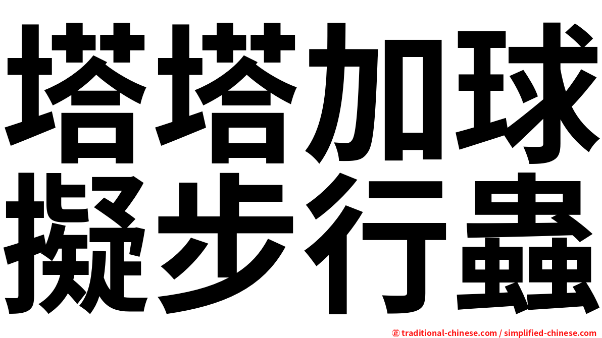 塔塔加球擬步行蟲