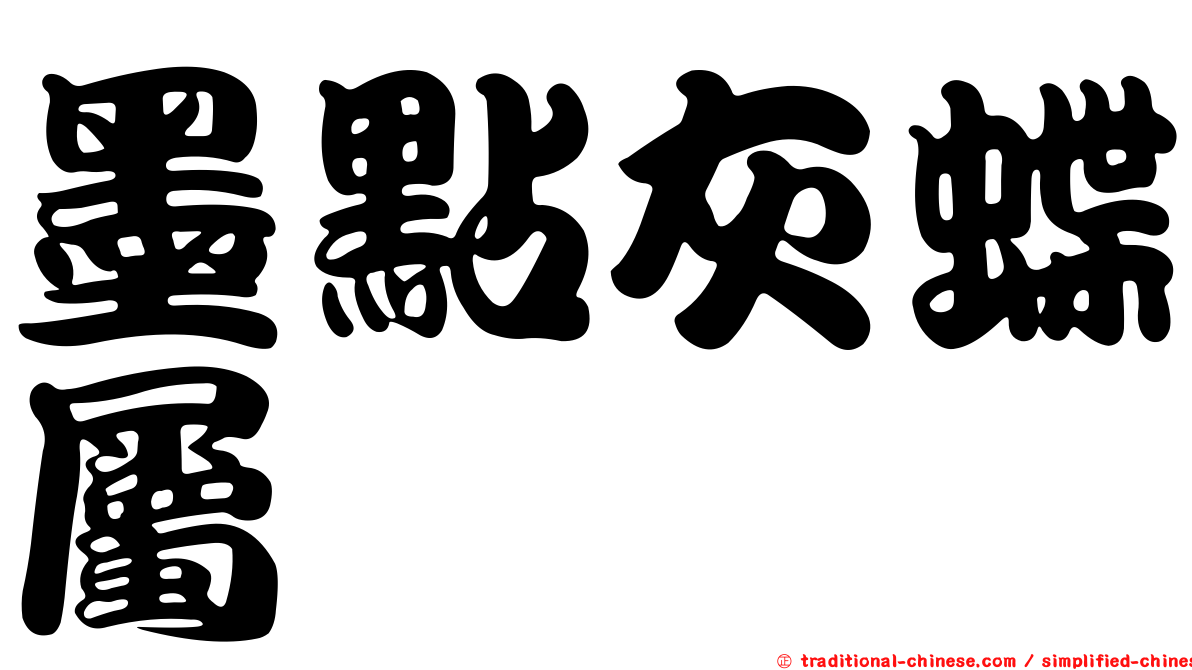墨點灰蝶屬