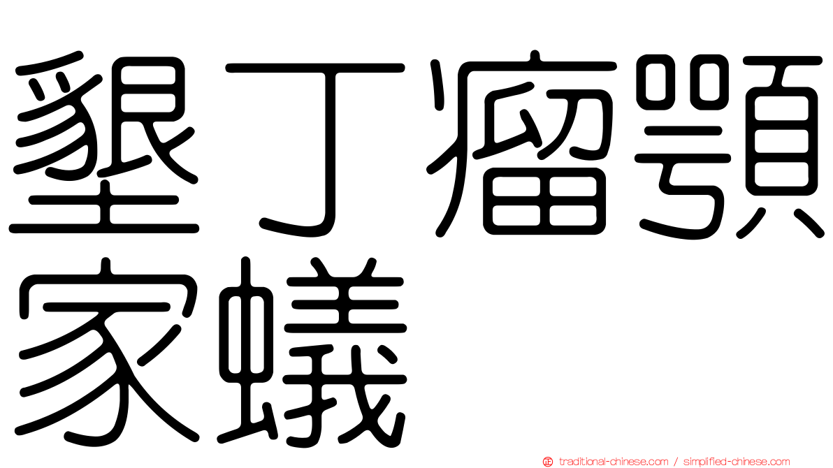 墾丁瘤顎家蟻