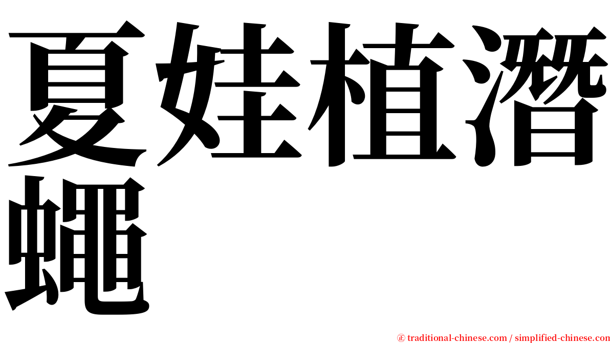 夏娃植潛蠅 serif font
