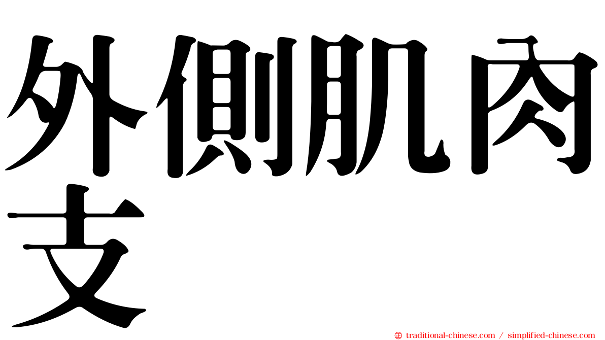 外側肌肉支